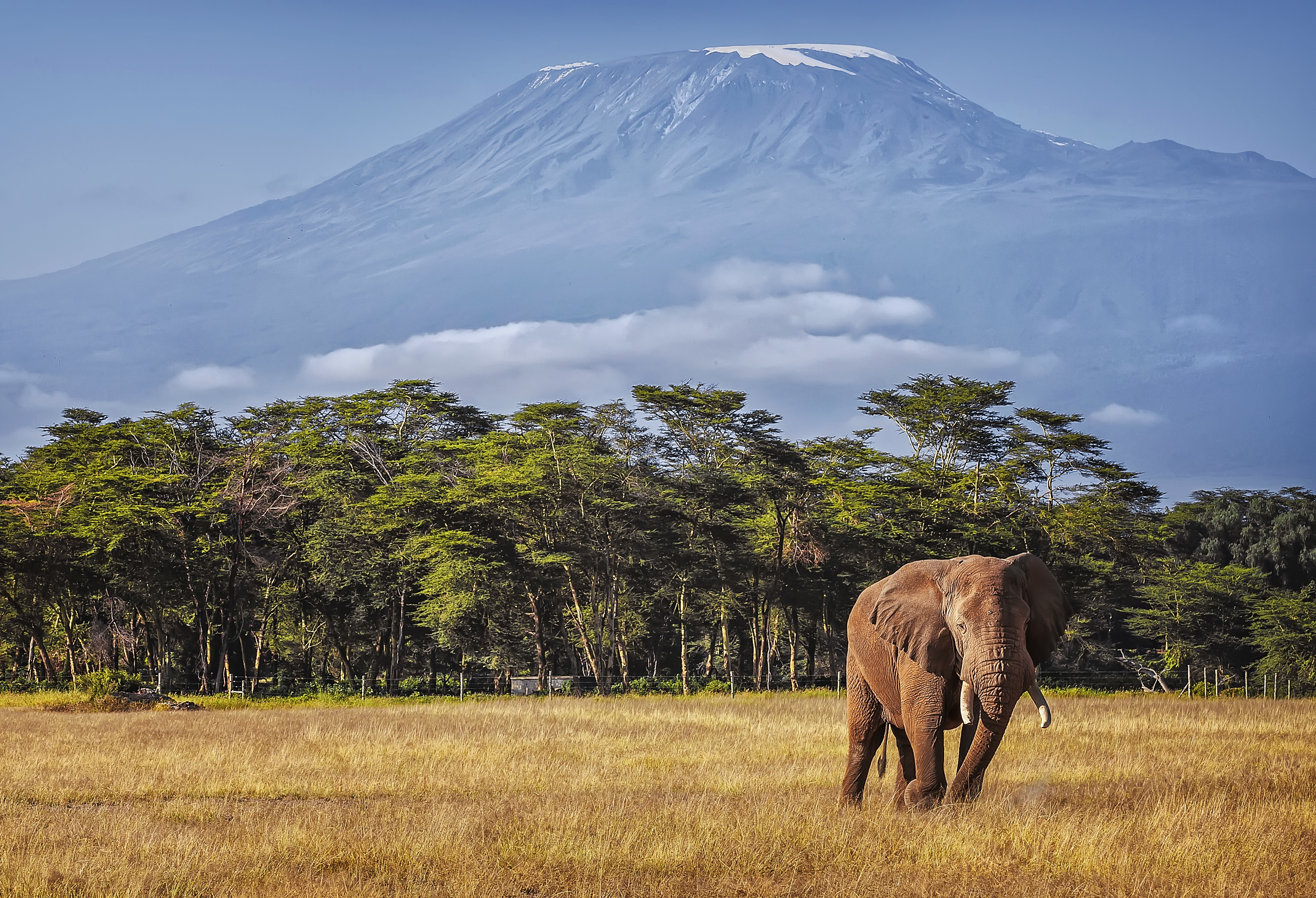 Kilimanjaro and Elephant