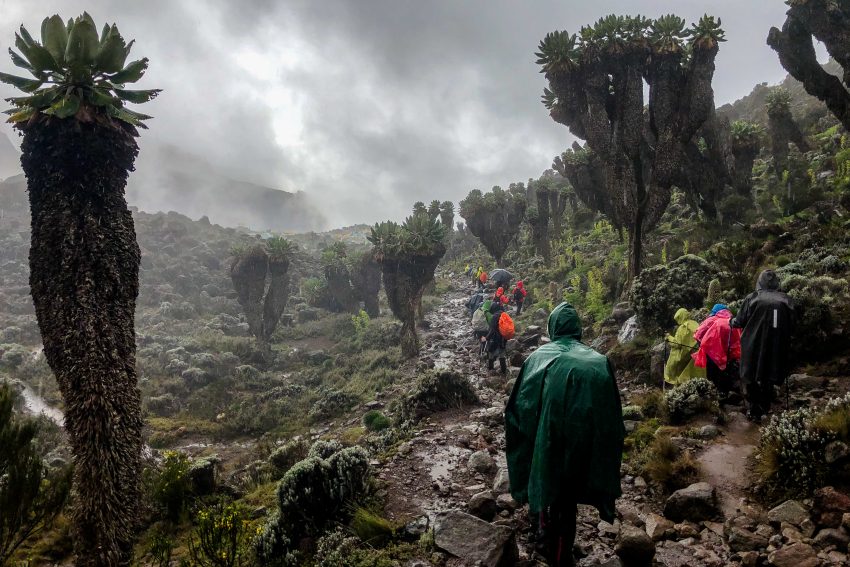 Hiking Kilimanjaro