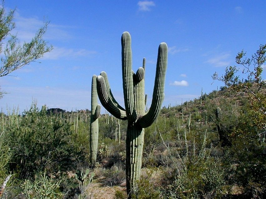 cactus 534758 1280 The Top 5 Can't-Miss Destinations in Arizona