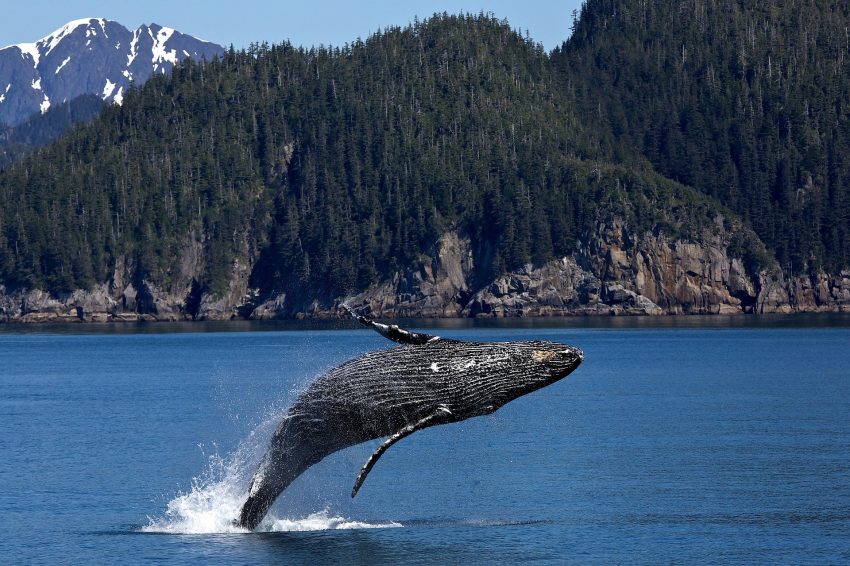 humpback whale 1984341 1920 What are the Dos and Don’ts During A Wildlife Adventure Trip?
