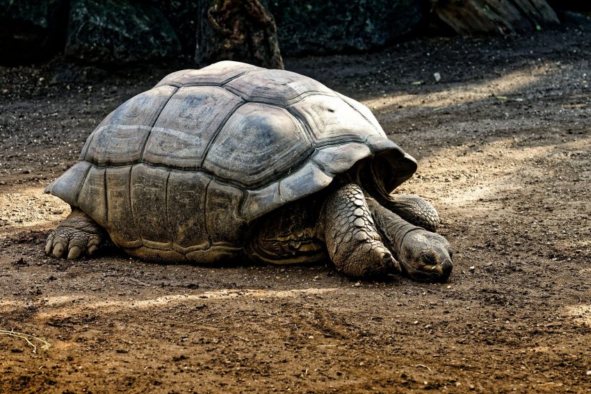 Read more about the article Galápagos Islands and Cruises – Travelling Abroad