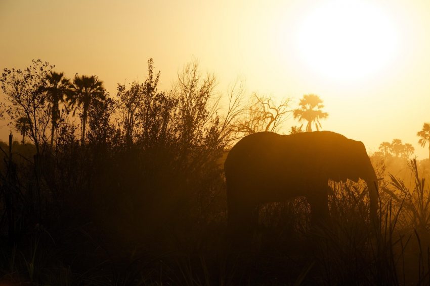 elephant How to plan an African Safari Tour for Budget Travelers