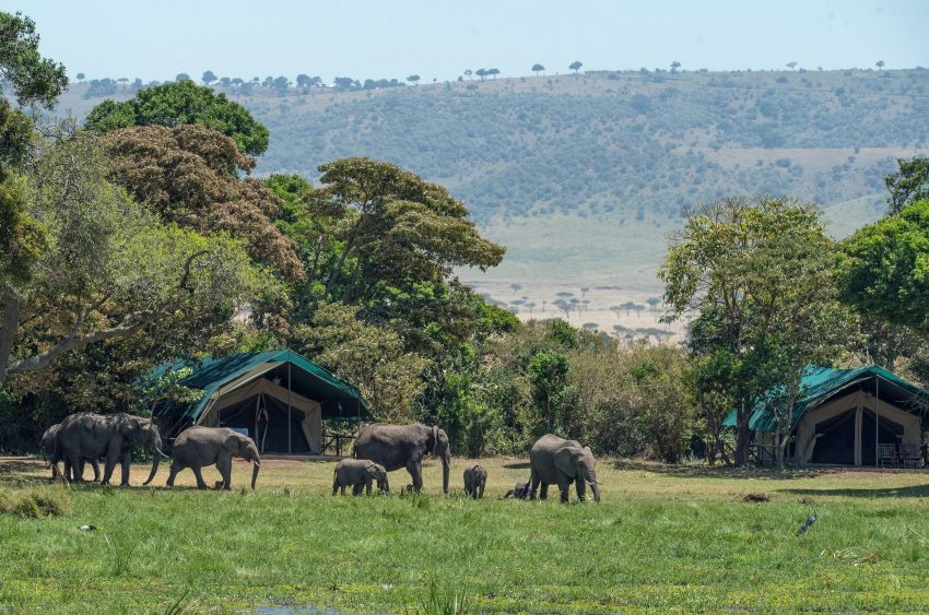 elephantcamp How to plan an African Safari Tour for Budget Travelers