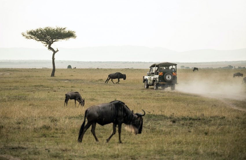 Read more about the article How to plan an African Safari Tour for Budget Travelers
