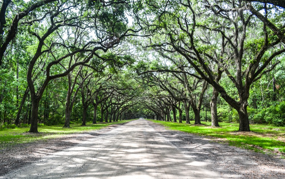 Live oak avenue wormsloe storiesbysoumya The Top 10 Romantic Things to do in Savannah, Georgia