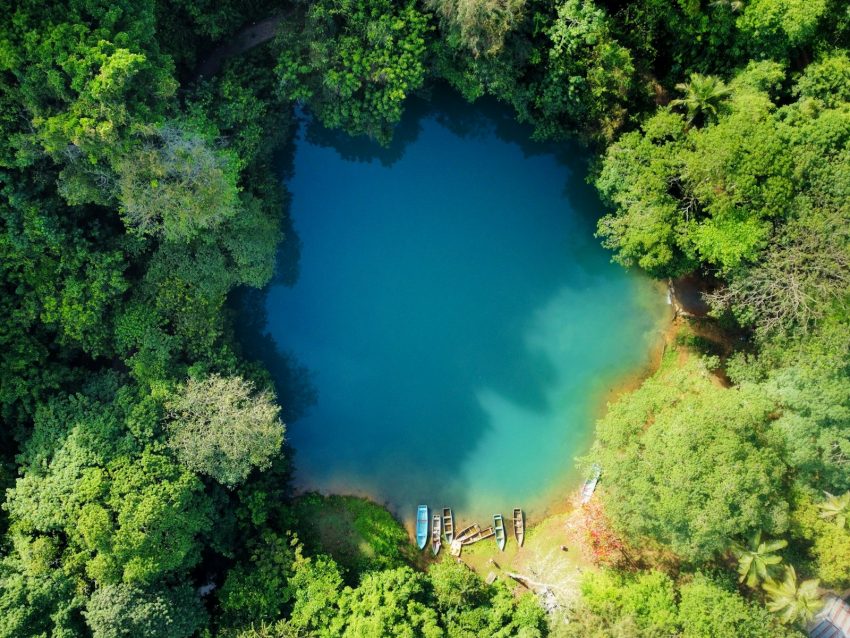 aerial view of green trees and river