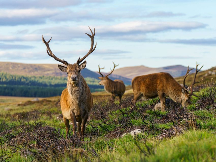a group of deer in a field, Cairngorms, Scotland