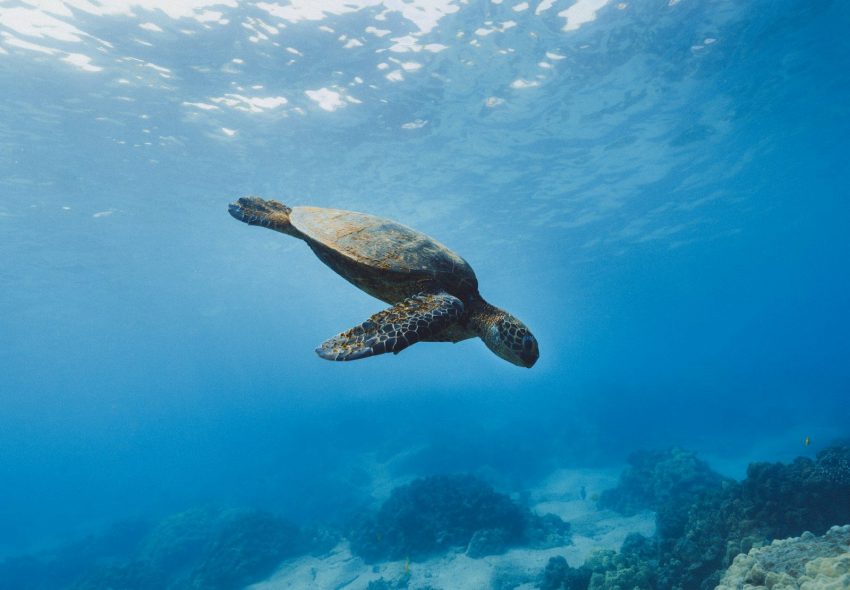 brown turtle, Galapagos