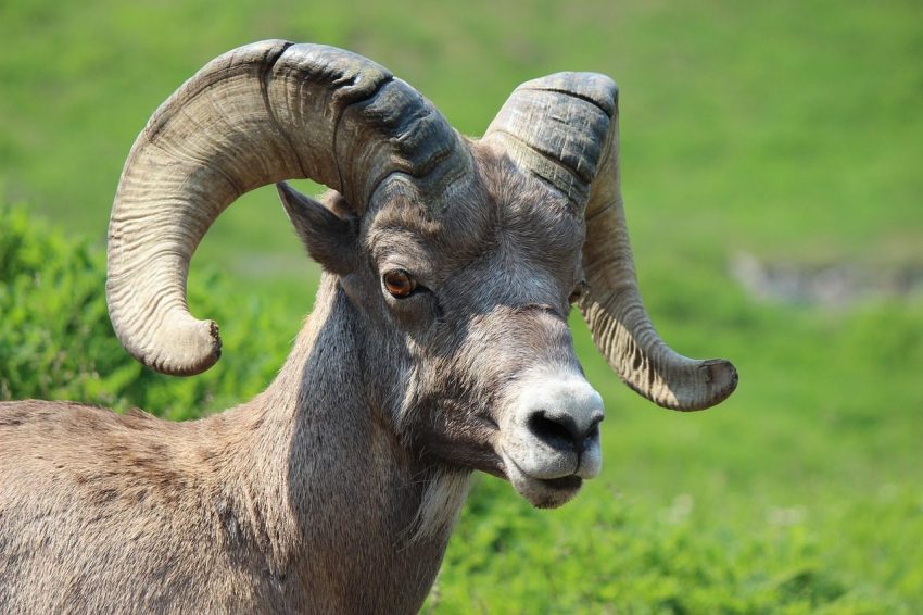 big horn sheep, ram, nature, animal, mammal, male, mountain, rocky mountains, jasper national park, head, wildlife, bighorn, horned, brown, tan, curl, green mountain, green park