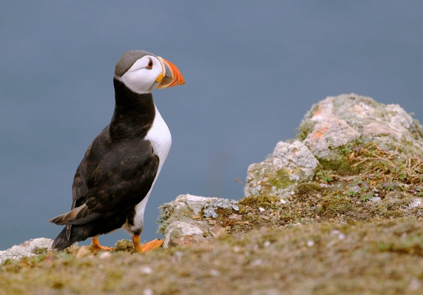 A puffin stands proudly on a cliff edge.