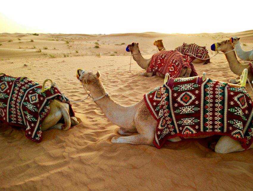 herd of camel sitting on desert sand, Dubai