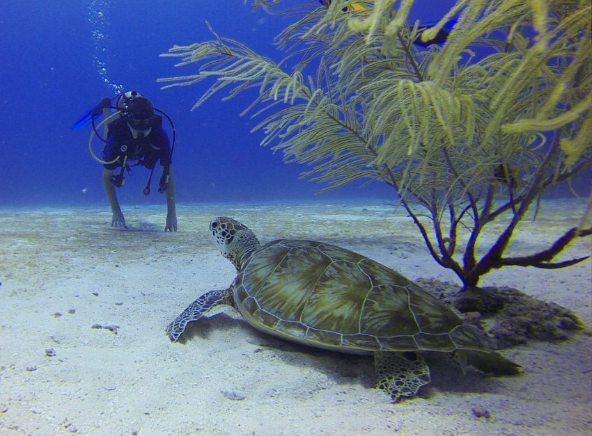 scuba diving turtle