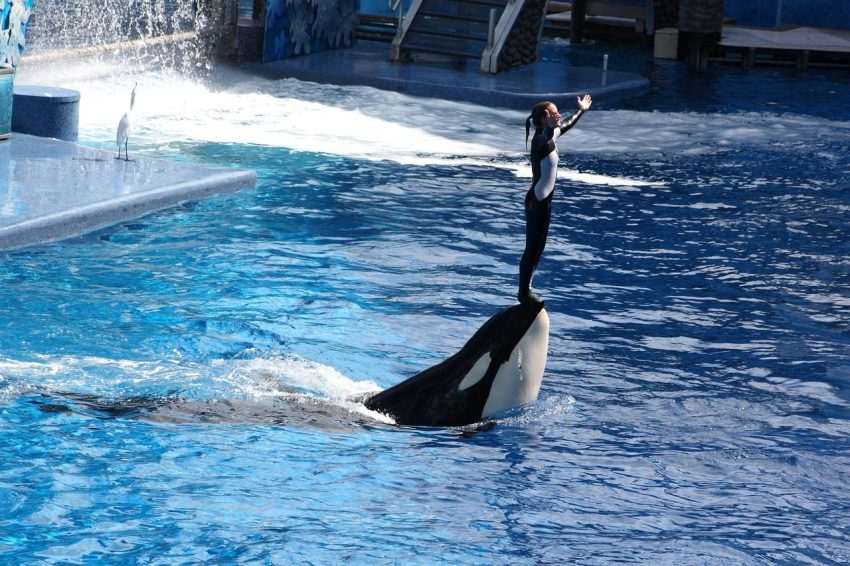 orlando, usa, florida, vacations, sea world, orca, whale, orlando, orlando, orlando, orlando, orlando, orca, orca, orca, orca