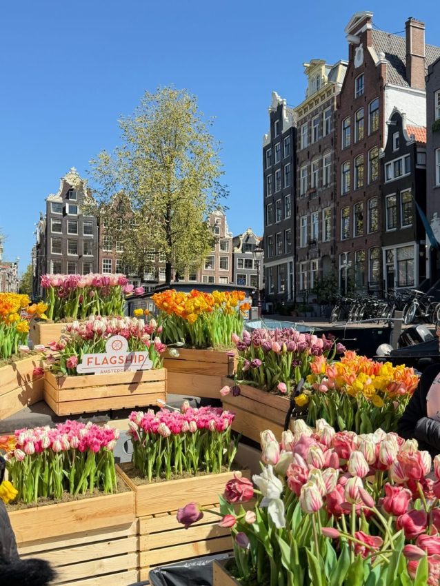 Vibrant tulips bloom at Amsterdam's flower market on a sunny day, showcasing Dutch culture