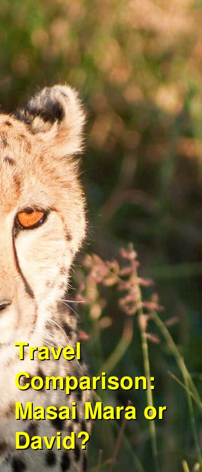 Mara Vs Rabbit Should I Visit Masai Mara or David for Vacation? Which is Better? Which ...