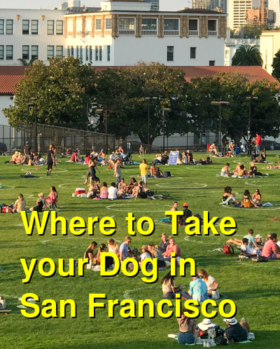 Where to Take your Dog in San Francisco