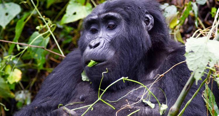 Uganda