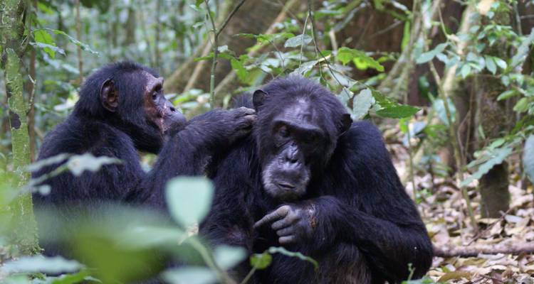 Uganda
