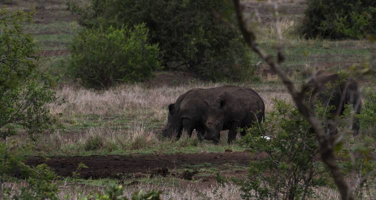 Swaziland