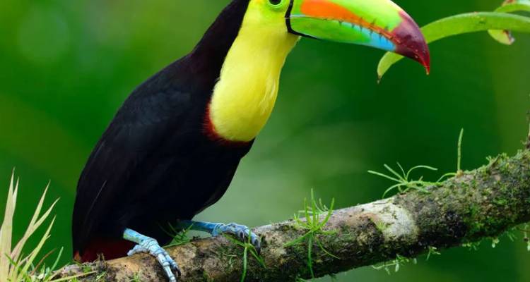 Central America