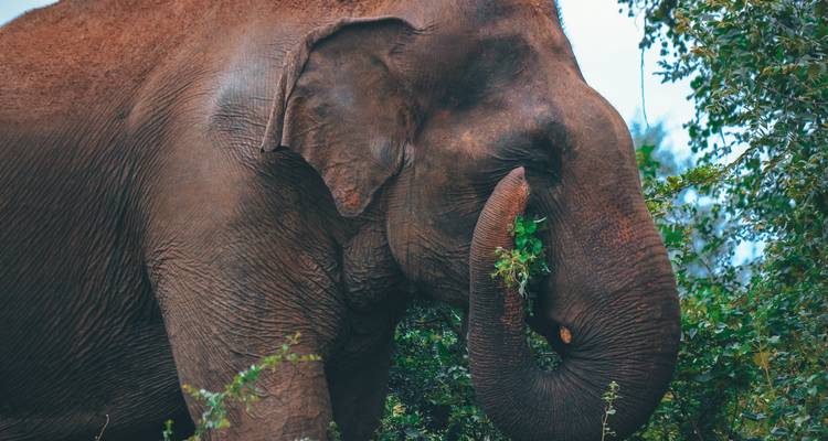 Sri Lanka