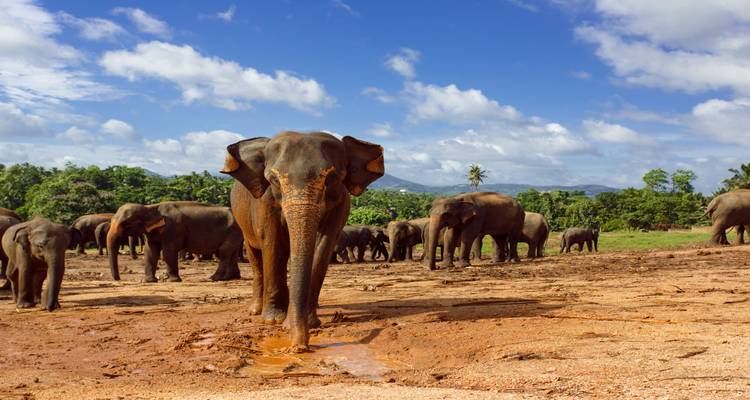 Sri Lanka
