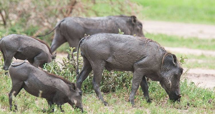 East Africa