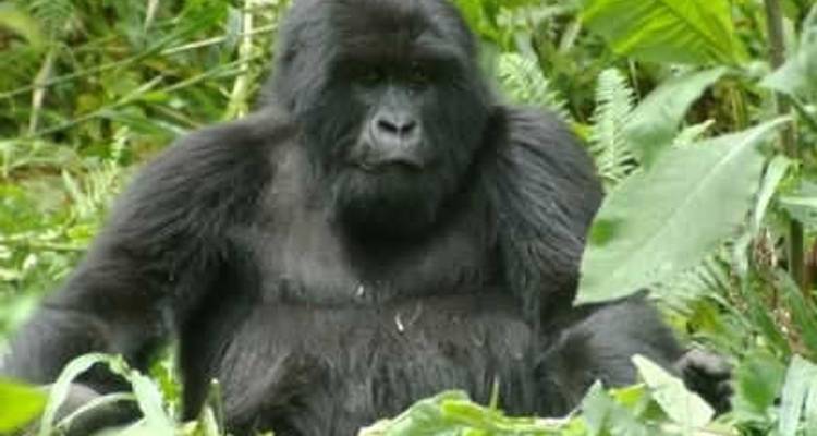 Rwanda