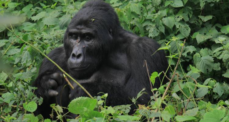 Uganda