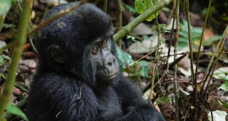 Uganda