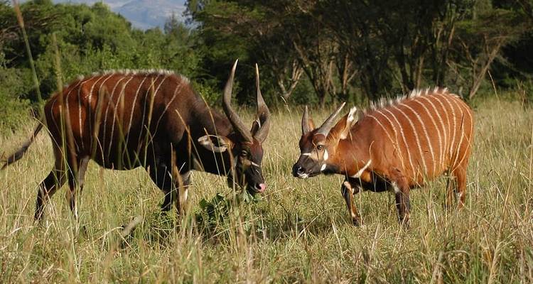 Kenya
