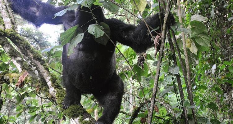 Rwanda