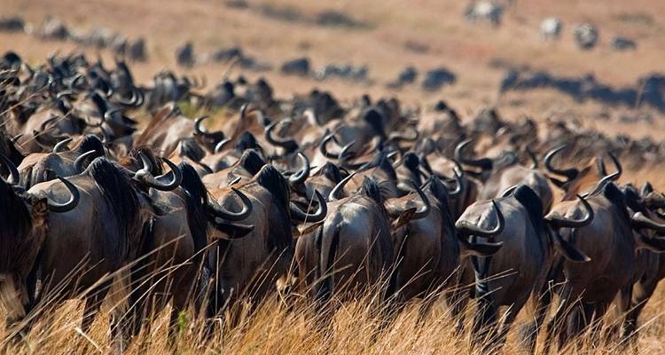 Tanzania