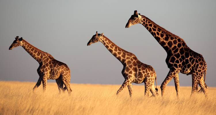 Namibia