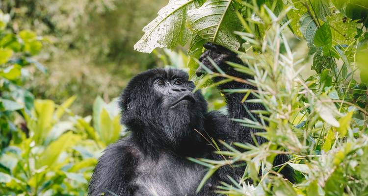 Rwanda