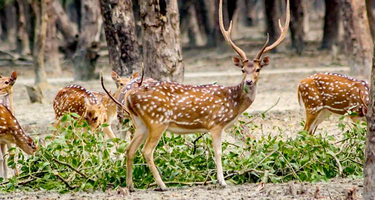 Bangladesh