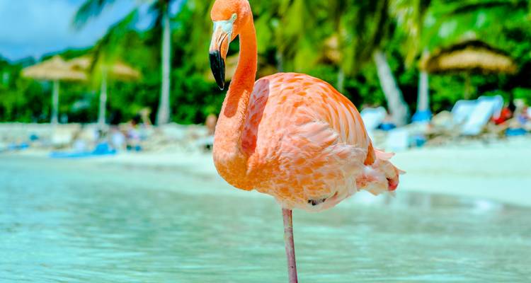 Caribbean Islands