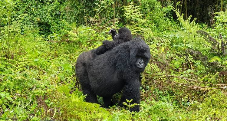 Uganda