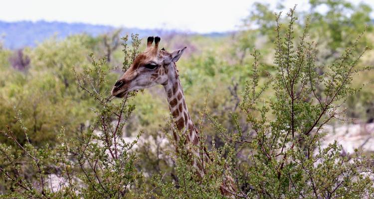 Namibia