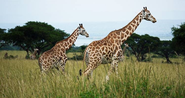Zambia