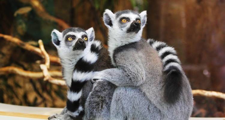 Madagascar