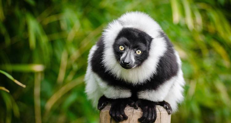 Madagascar