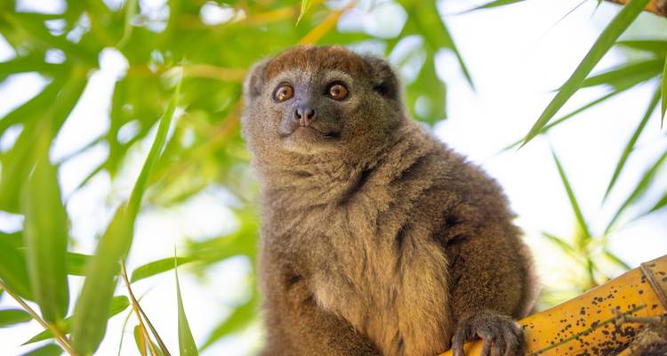 Madagascar