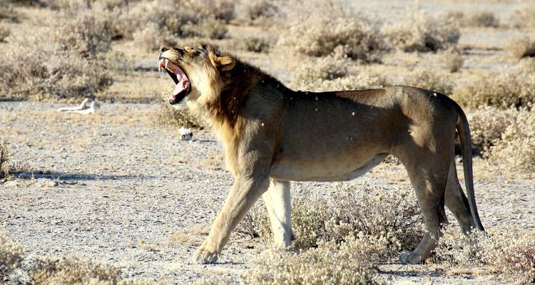 Namibia