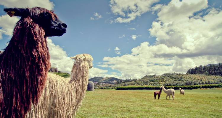 South America