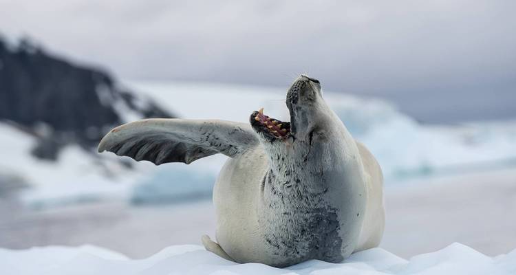 Antarctica