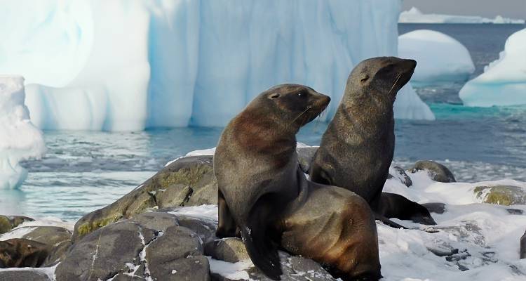 Antarctica
