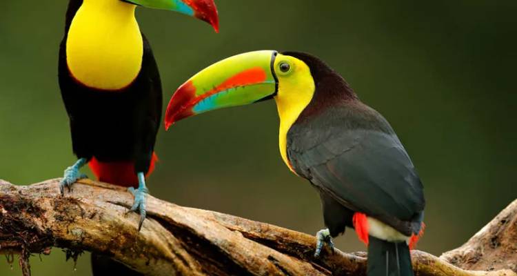 Belize