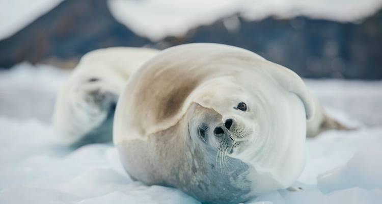 Antarctica