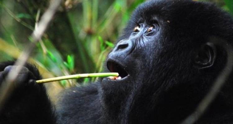 Rwanda